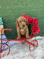 Sage (Coffee Brown) , a female Poodle - Toy  and Miniature Goldendoodle for sale in Miami, FL – Photo 4 of 4