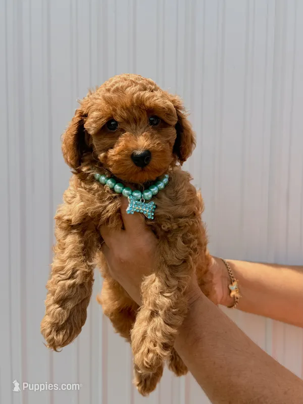 Cole (Blue) – Poodle - Toy  puppy for sale in Miami, FL