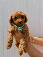 Cole (Blue), a male Poodle - Toy  for sale in Miami, FL – 1 of 10