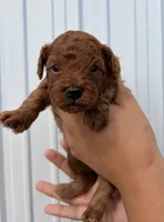 Archer, a male Poodle - Toy  for sale in Miami, FL – 4 of 6
