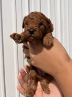 Archer, a male Poodle - Toy  for sale in Miami, FL – 2 of 6