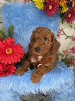 Ben (Red), a male Poodle - Toy  and Miniature Goldendoodle for sale in Miami, FL – Photo 5 of 5