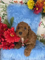 Ben (Red), a male Poodle - Toy  and Miniature Goldendoodle for sale in Miami, FL – Photo 4 of 5
