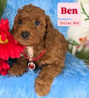 Ben (Red), a male Poodle - Toy  and Miniature Goldendoodle for sale in Miami, FL – Photo 1 of 5