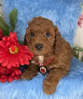 Ben (Red), a male Poodle - Toy  and Miniature Goldendoodle for sale in Miami, FL – Photo 2 of 5