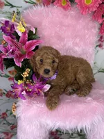 Angelina (Purple), a female Poodle - Toy  and Miniature Goldendoodle for sale in Miami, FL – Photo 4 of 4
