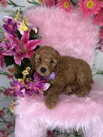 Angelina (Purple), a female Poodle - Toy  and Miniature Goldendoodle for sale in Miami, FL – Photo 2 of 4