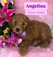Angelina (Purple), a female Poodle - Toy  and Miniature Goldendoodle for sale in Miami, FL – Photo 1 of 4
