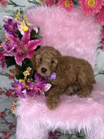Angelina (Purple), a female Poodle - Toy  and Miniature Goldendoodle for sale in Miami, FL – Photo 3 of 4