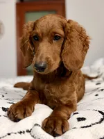 Riley (Forest Green), a female Goldendoodle and Miniature Goldendoodle for sale in Miami, FL – 3 of 4
