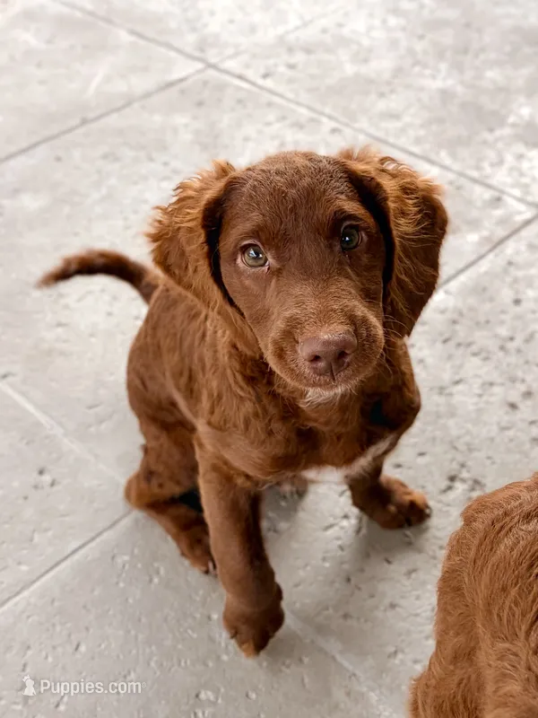 Parker – Goldendoodle, Miniature Goldendoodle puppy for sale in Miami, FL
