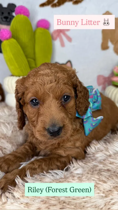 Riley (Forest Green) – Poodle - Toy , Miniature Goldendoodle puppy for sale in Miami, FL