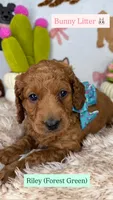 Riley (Forest Green), a female Goldendoodle and Miniature Goldendoodle for sale in Miami, FL – 4 of 4