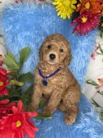 Atlas (Dark Blue), a male Poodle - Toy  and Miniature Goldendoodle for sale in Miami, FL – Photo 3 of 4