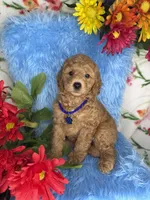 Atlas (Dark Blue), a male Poodle - Toy  and Miniature Goldendoodle for sale in Miami, FL – Photo 2 of 4