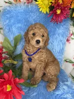 Atlas (Dark Blue), a male Poodle - Toy  and Miniature Goldendoodle for sale in Miami, FL – Photo 4 of 4