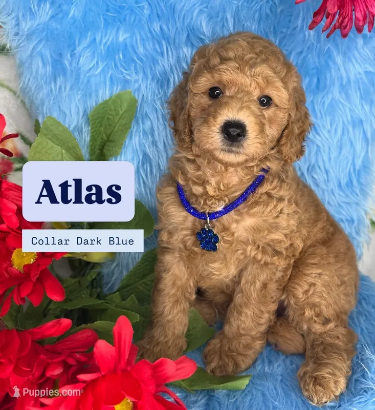 Atlas (Dark Blue) – Poodle - Toy , Miniature Goldendoodle puppy for sale in Miami, FL