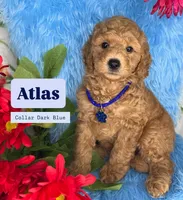 Atlas (Dark Blue), a male Poodle - Toy  and Miniature Goldendoodle for sale in Miami, FL – Photo 1 of 4