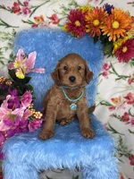 Colin (Collar Teal), a male Poodle - Toy  and Miniature Goldendoodle for sale in Miami, FL – Photo 2 of 4