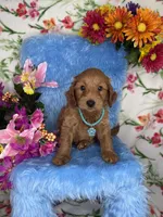 Colin (Collar Teal), a male Poodle - Toy  and Miniature Goldendoodle for sale in Miami, FL – Photo 4 of 4