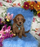 Colin (Collar Teal), a male Poodle - Toy  and Miniature Goldendoodle for sale in Miami, FL – Photo 3 of 4