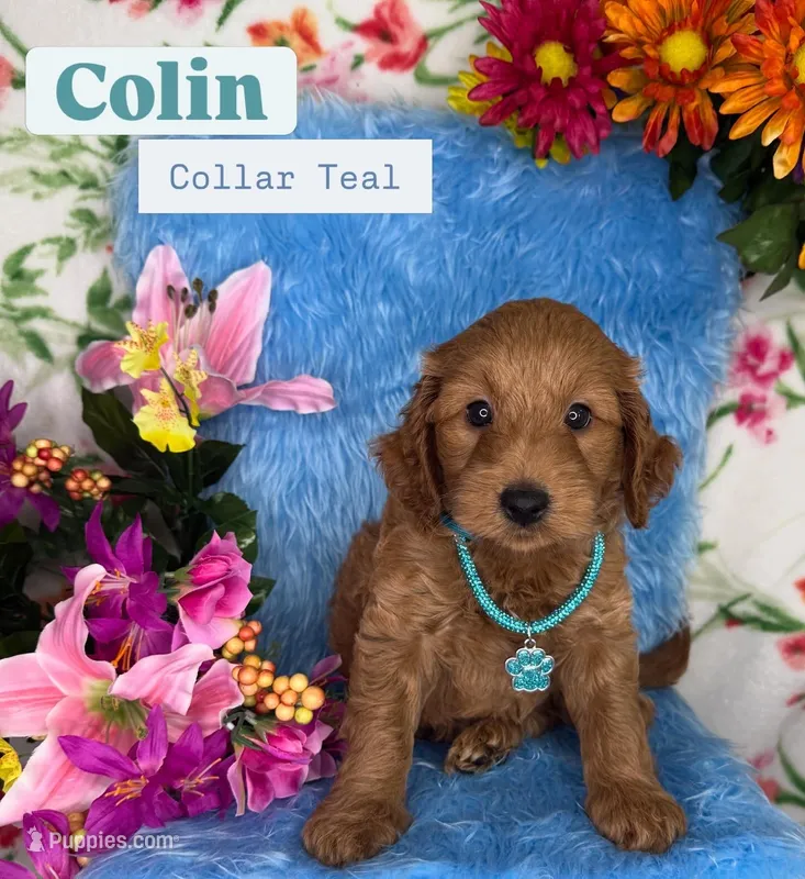 Colin (Collar Teal) – Poodle - Toy , Miniature Goldendoodle puppy for sale in Miami, FL