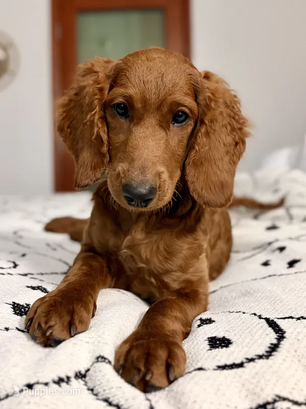 Riley (Forest Green) – Goldendoodle, Miniature Goldendoodle puppy for sale in Miami, FL