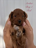 Archer, a male Poodle - Toy  for sale in Miami, FL – 6 of 6