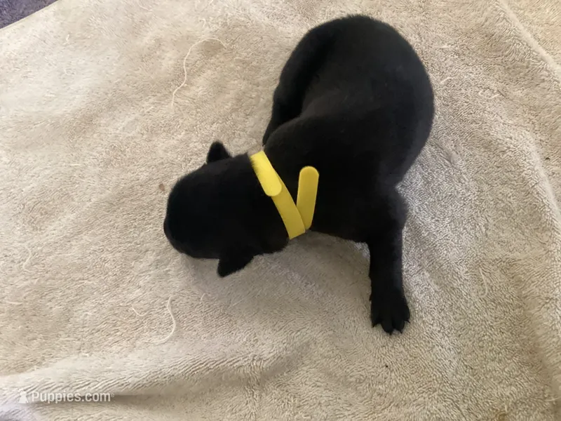 *NewInfo* Yellow-Anubis Shep