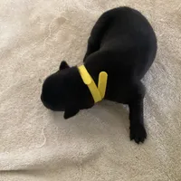 *NewInfo* Yellow-Anubis Shep, a female German Shepherd Dog and Siberian Husky for sale in Portland, OR – Photo 1 of 3