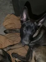 E Litter - Delphi ❤️ Braken - Yellow-Anubis Shep, a female German Shepherd Dog and Siberian Husky for sale in Portland, OR – 1 of 3