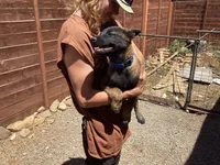 🧙‍♂️Griffin 😍 - Anubis Shepherd , a male Belgian Malinois and German Shepherd Dog for sale in Portland, OR – 2 of 4