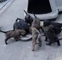 *NewInfo* PinkyLee-Anubis Shep, a female German Shepherd Dog and Siberian Husky for sale in Portland, OR – Photo 3 of 4