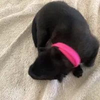 *NewInfo* PinkyLee-Anubis Shep, a female German Shepherd Dog and Siberian Husky for sale in Portland, OR – Photo 2 of 4