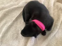 *NewInfo* PinkyLee-Anubis Shep, a female German Shepherd Dog and Siberian Husky for sale in Portland, OR – Photo 2 of 4