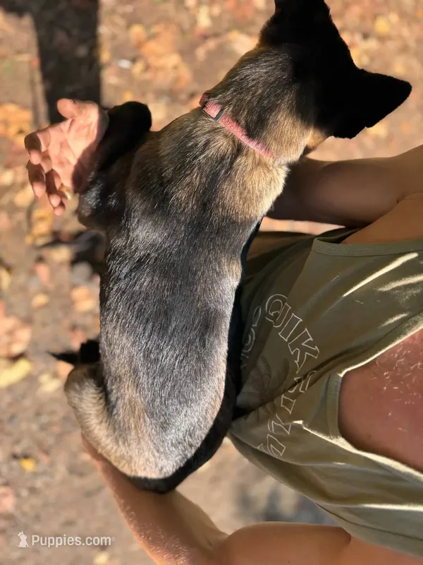 *NewInfo* PinkyLee-Anubis Shep