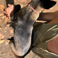 *NewInfo* PinkyLee-Anubis Shep, a female German Shepherd Dog and Siberian Husky for sale in Portland, OR – Photo 1 of 4