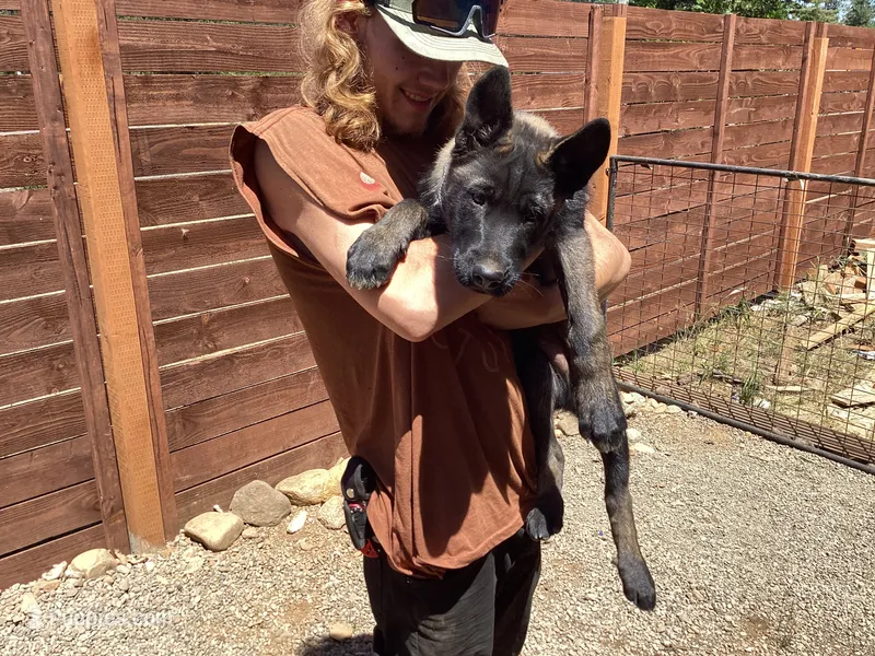 🐻GRIZ 🥰  -Anubis Shepherd  – Belgian Malinois, Siberian Husky puppy for sale in Portland, OR