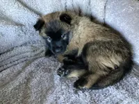 G Litter - Drakarra ❤️Centurion - Pink Collar , a female Belgian Malinois and Siberian Husky for sale in Portland, OR – 2 of 2