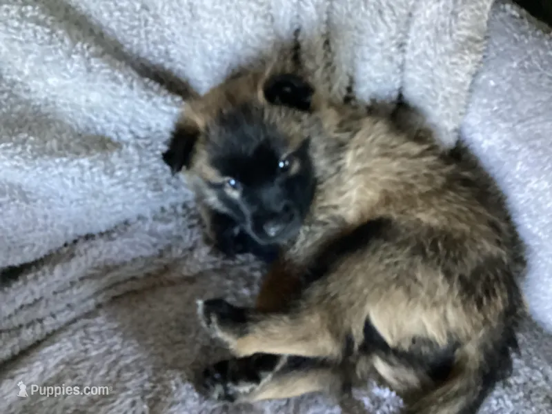 G Litter - Drakarra ❤️Centurion - Pink Collar  – Belgian Malinois, Siberian Husky puppy for sale in Portland, OR