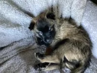 G Litter - Drakarra ❤️Centurion - Pink Collar , a female Belgian Malinois and Siberian Husky for sale in Portland, OR – 1 of 2