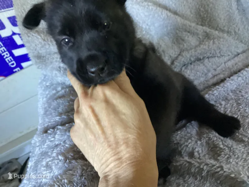 G Litter - Drakarra ❤️Centurion - Black Collar – Belgian Malinois, Siberian Husky puppy for sale in Portland, OR