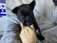 G Litter - Drakarra ❤️Centurion - Black Collar, a male Belgian Malinois and Siberian Husky for sale in Portland, OR – 2 of 3