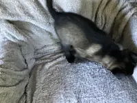 G Litter - Drakarra ❤️Centurion - Black Collar, a male Belgian Malinois and Siberian Husky for sale in Portland, OR – 3 of 3