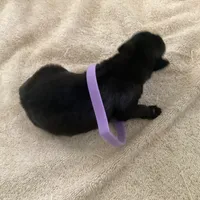 *NewInfo* Nubbin-Anubis Shep, a female German Shepherd Dog and Siberian Husky for sale in Portland, OR – Photo 2 of 6