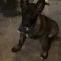 *NewInfo* Nubbin-Anubis Shep, a female German Shepherd Dog and Siberian Husky for sale in Portland, OR – Photo 1 of 6