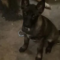 *NewInfo* Nubbin-Anubis Shep, a female German Shepherd Dog and Siberian Husky for sale in Portland, OR – Photo 6 of 6