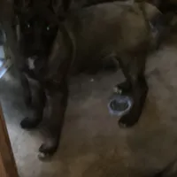 *NewInfo* Nubbin-Anubis Shep, a female German Shepherd Dog and Siberian Husky for sale in Portland, OR – Photo 5 of 6