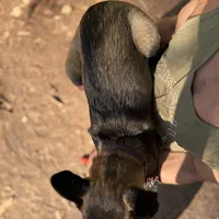 *NewInfo*Purple-Anubis Shep, a female German Shepherd Dog and Siberian Husky for sale in Portland, OR – Photo 3 of 4