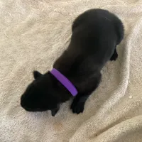 *NewInfo*Purple-Anubis Shep, a female German Shepherd Dog and Siberian Husky for sale in Portland, OR – Photo 2 of 4